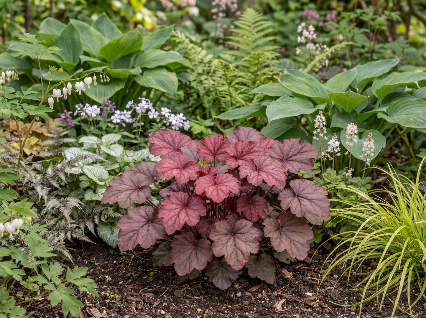 Chateau Rouge Heuchera