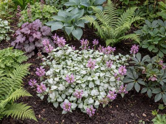 Orchid Frost Gold Lamium
