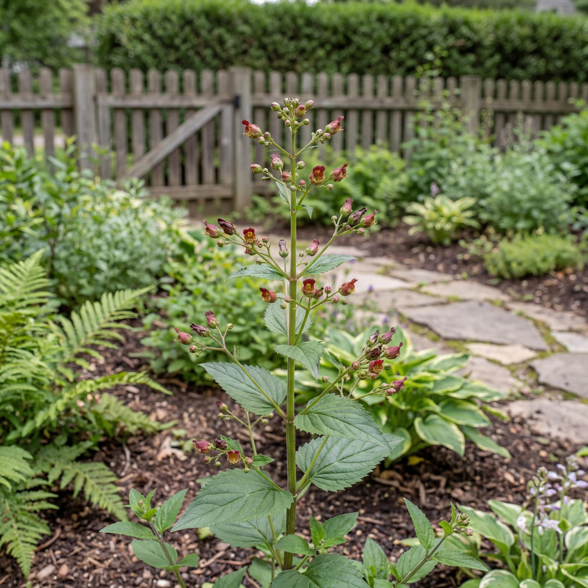 California Figwort, Scrophularia californica, suits sunny or lightly shaded native and pollinator gardens.