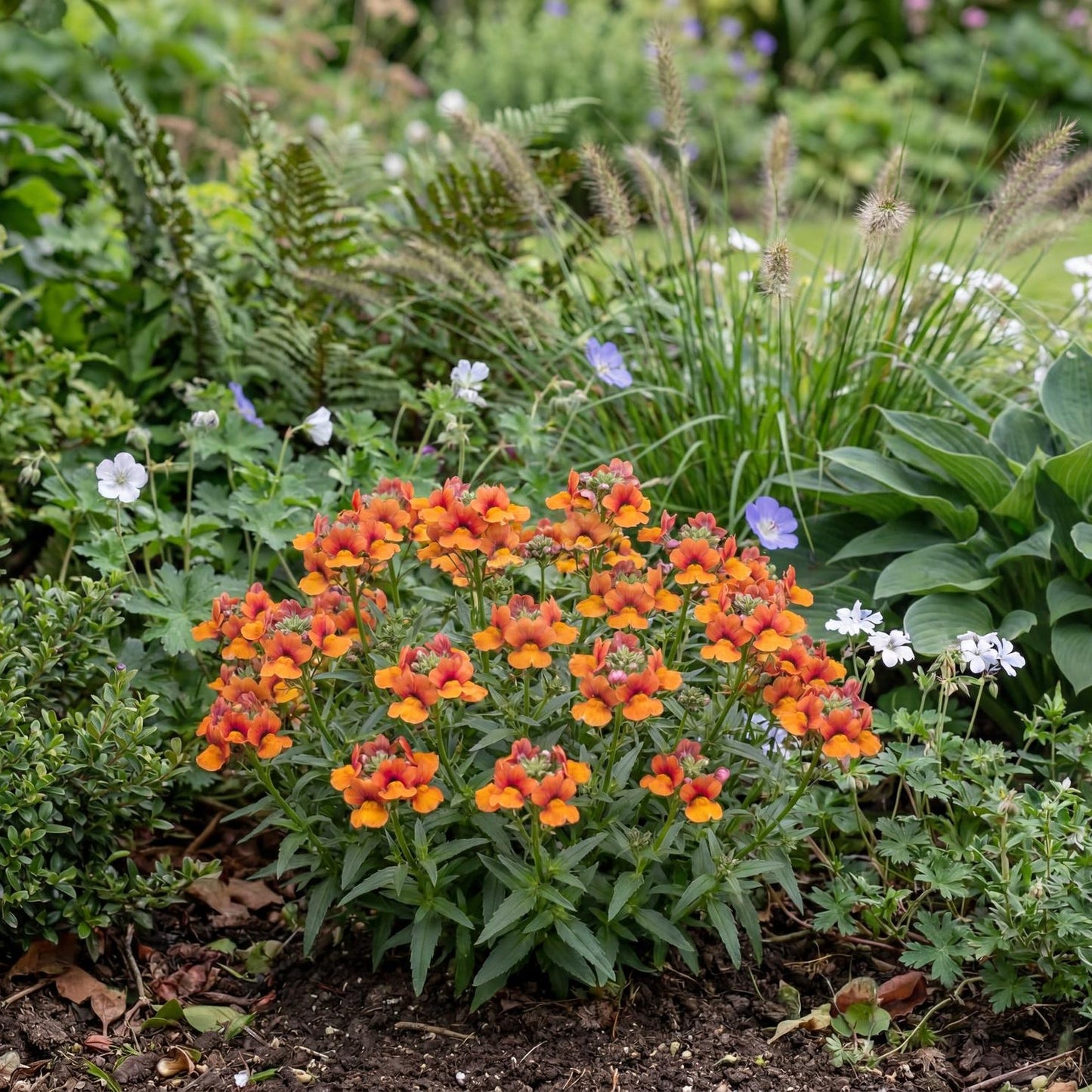 Orange Nessie Plus Nemesia