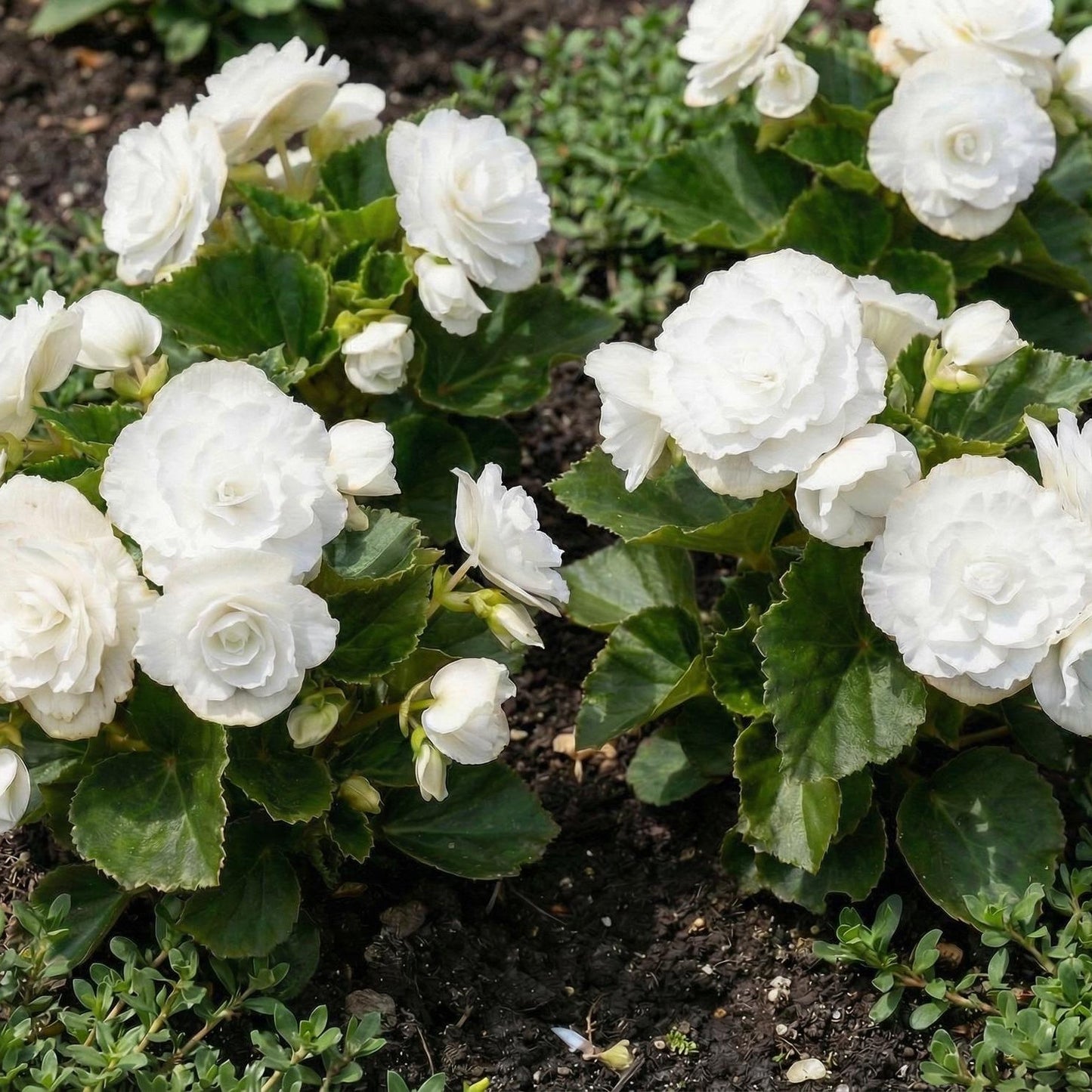 Doublet White Wax Begonia in a 4-inch pot, large double white flowers with ruffled petals over glossy green leaves