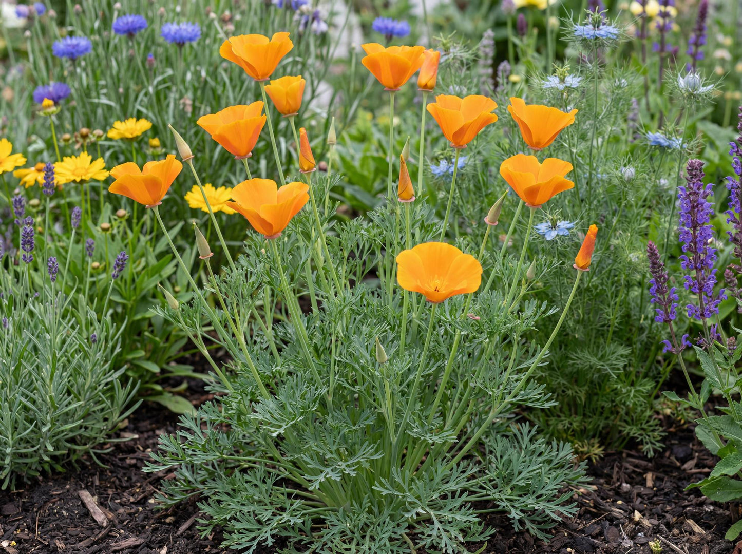 Orange King California Poppy