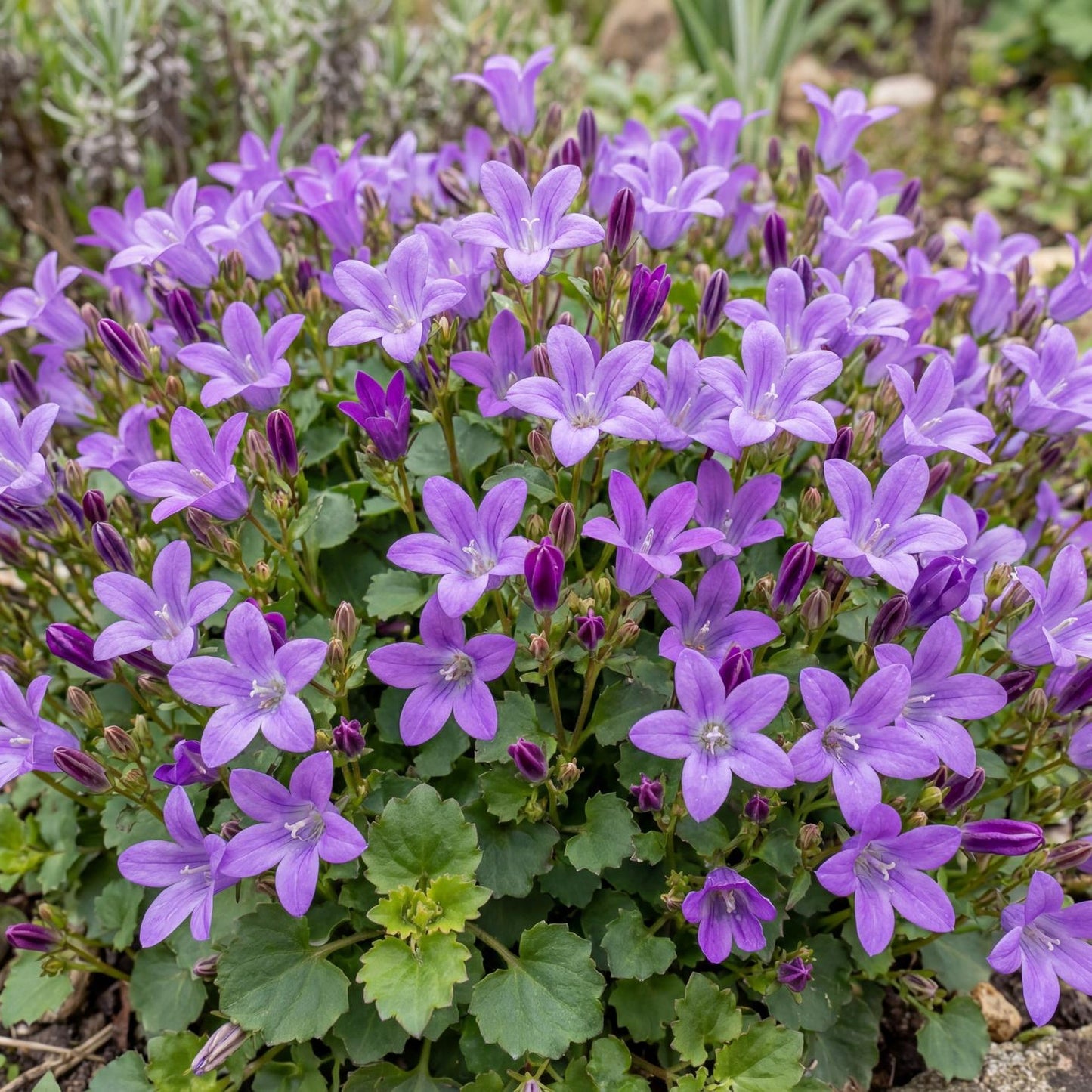 Dalmatian Bellflower