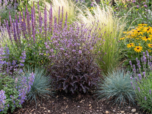 Oriental Magic Verbena