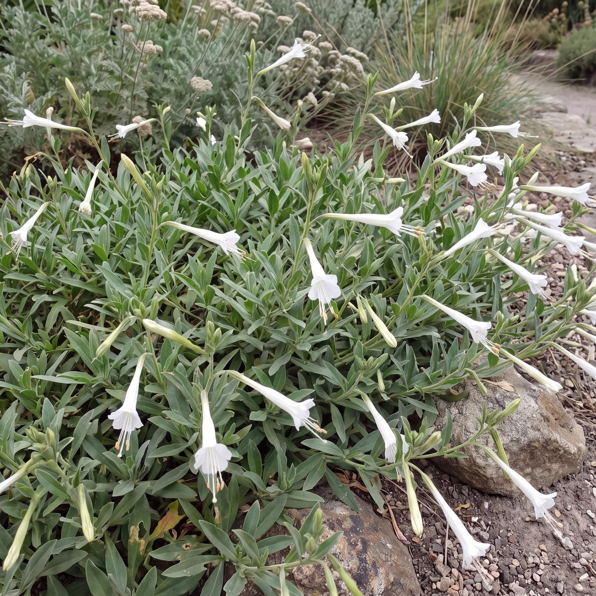 Summer Snow California Fuchsia in a 4-inch pot, a low gray-green native with white trumpet-shaped flowers