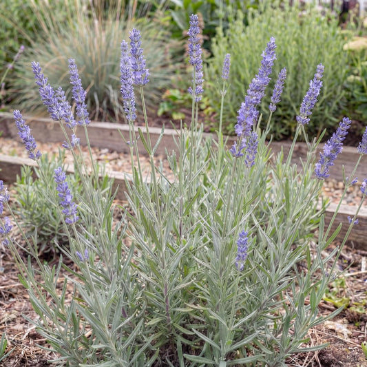 Provence Purple Floral Lavender