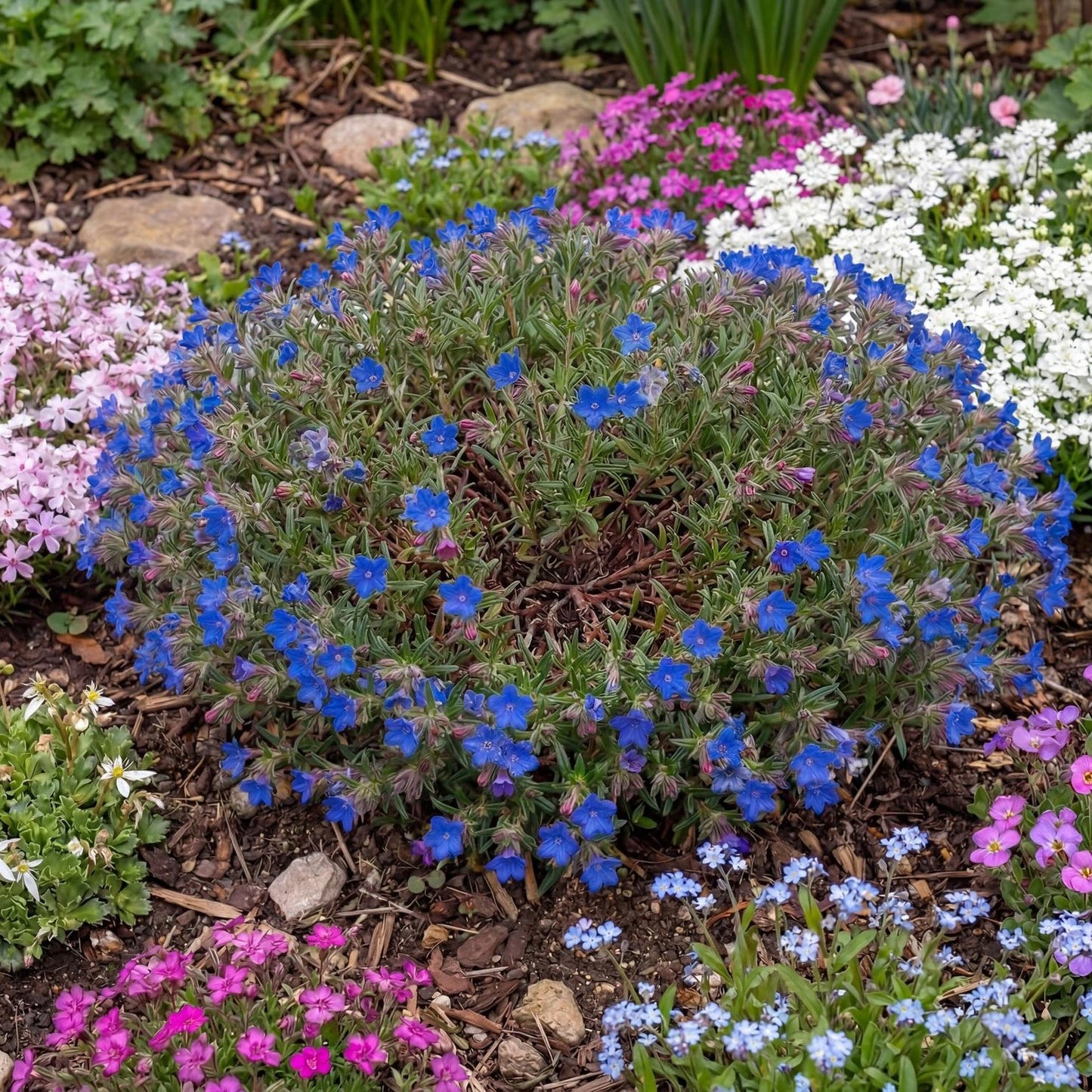 Grace Ward Lithodora