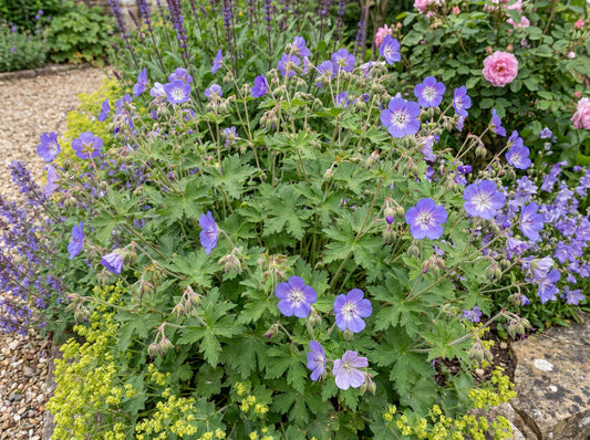 Johnson's Blue Geranium