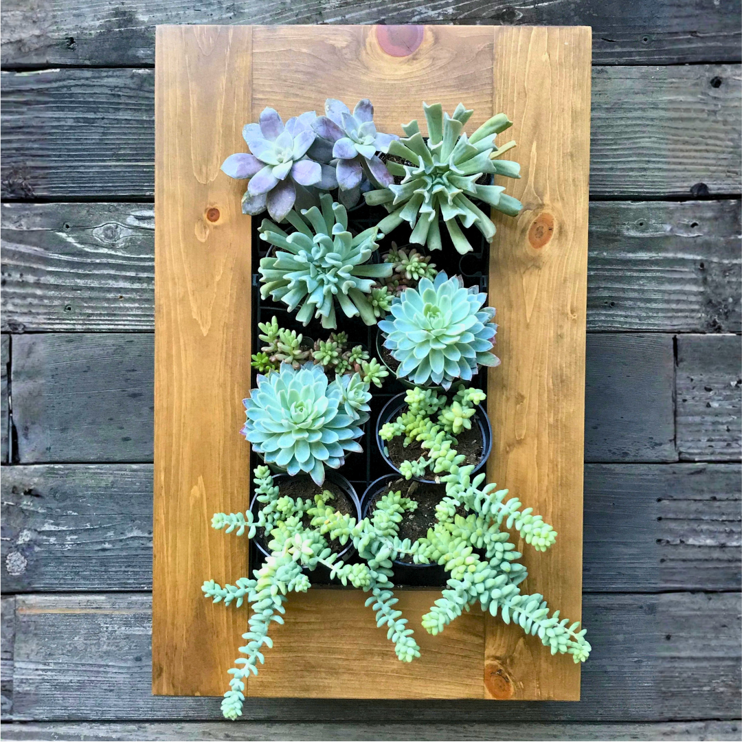 Framed Succulent Living Wall Kit