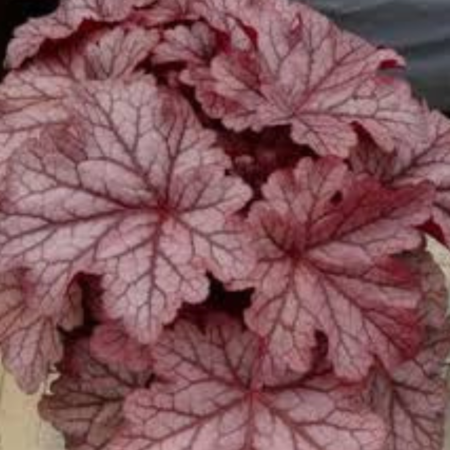 Kira Jersey Heuchera