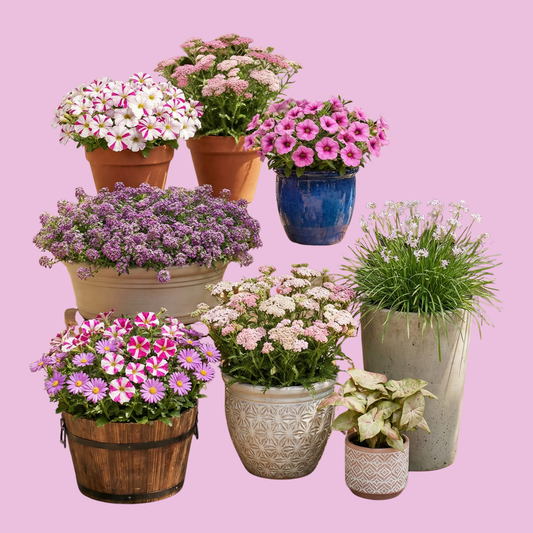 Pretty in Pink Monthly Flower Box