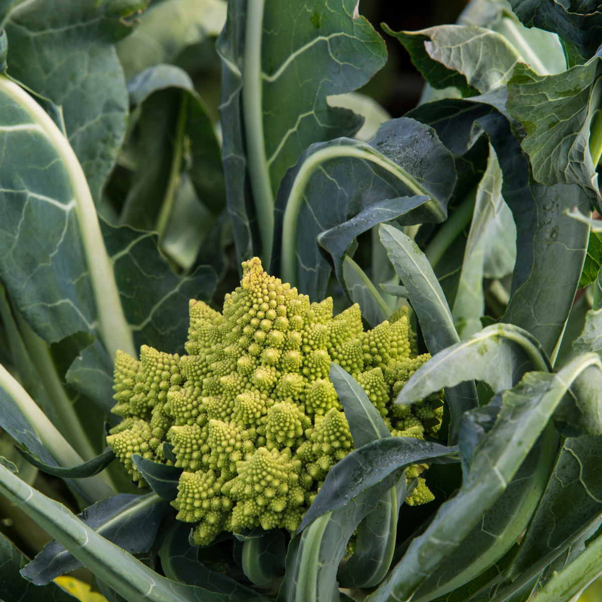 Romanesco Broccoli