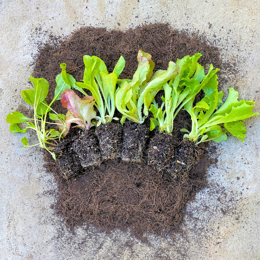 Seasonal Varieties Seedling 6-Pack Bundle