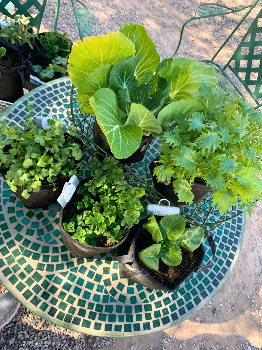 Seasonal Varieties Seedling 6-Pack Bundle