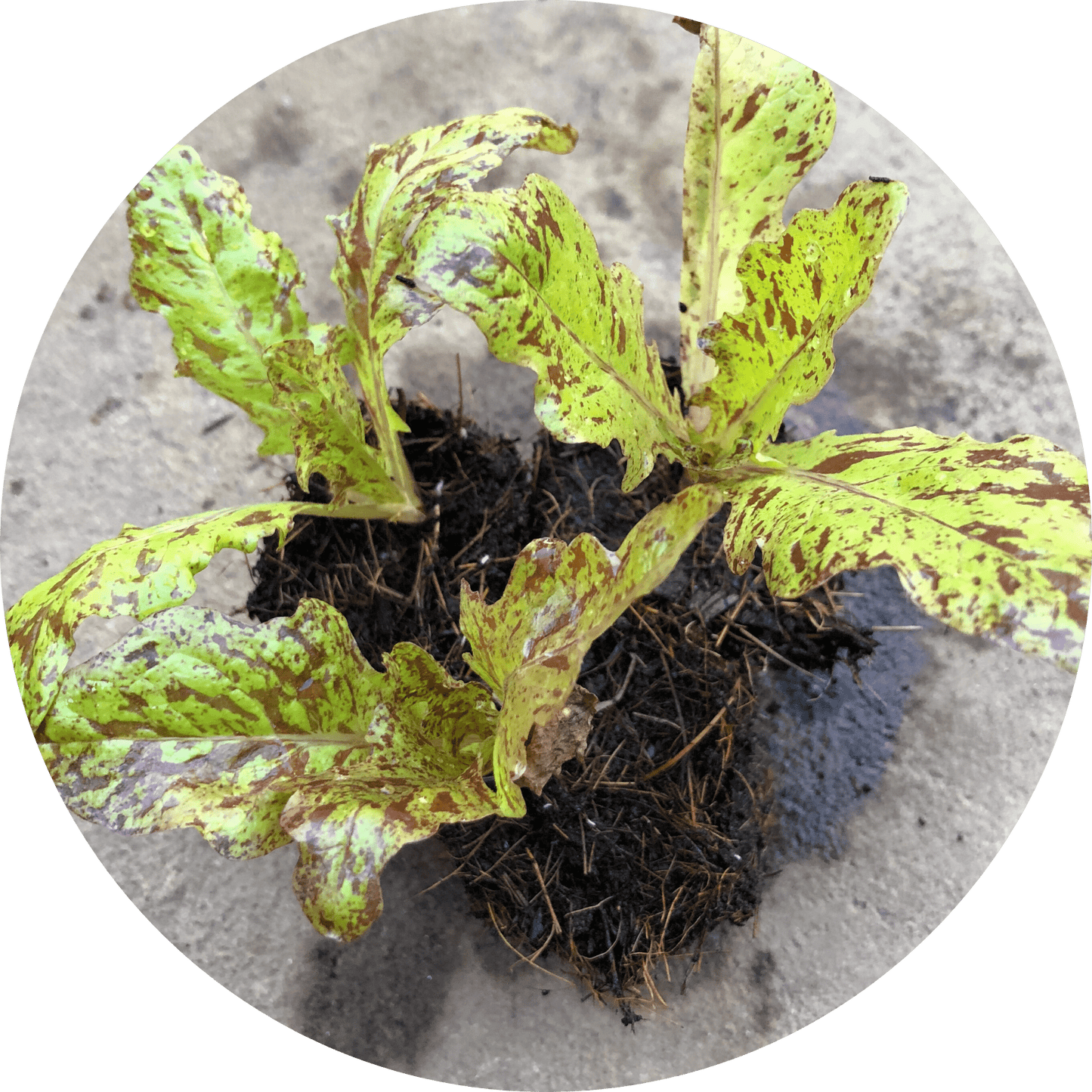 Flashy Butter Oak Leaf Lettuce