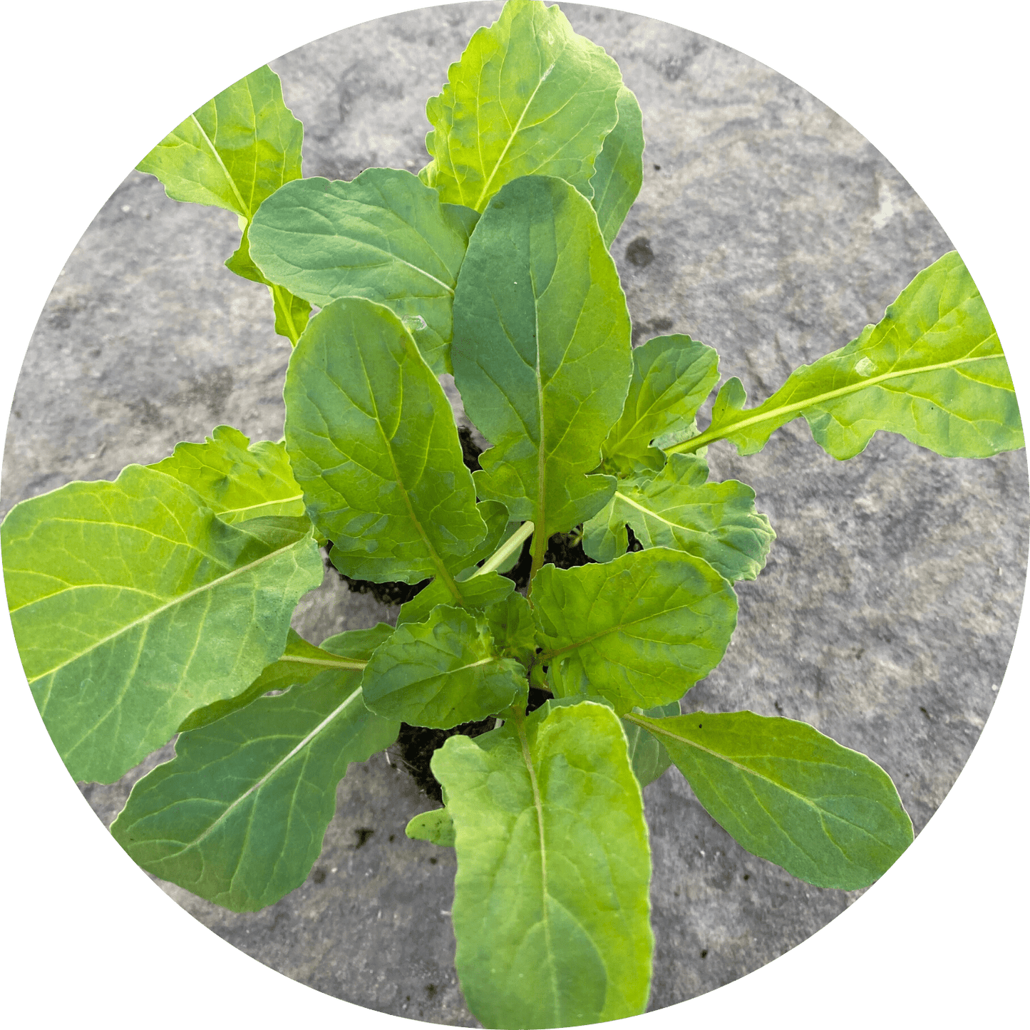 Tuscan Arugula (Leafy Green)
