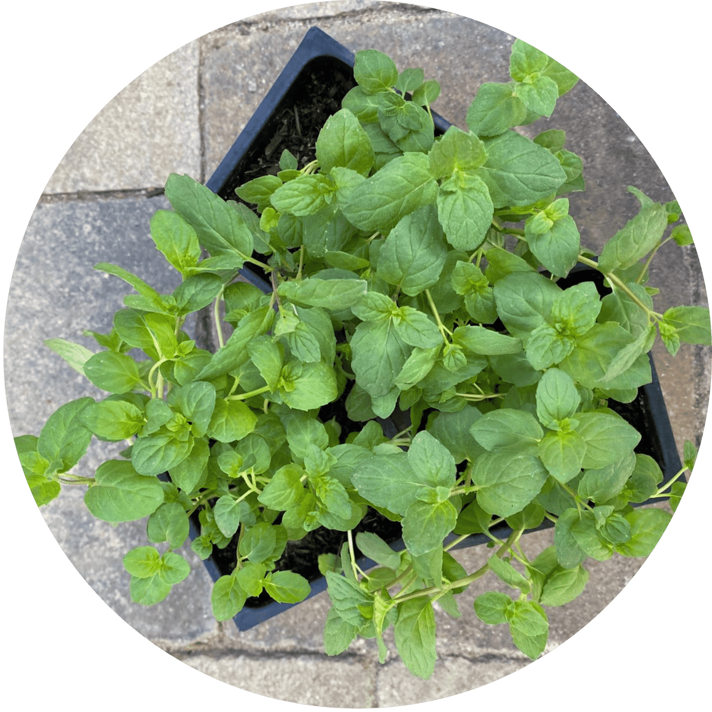 Spearmint