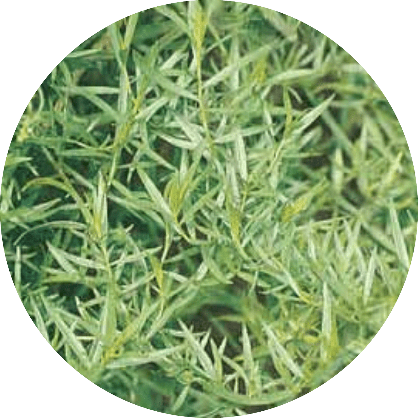 Tarragon