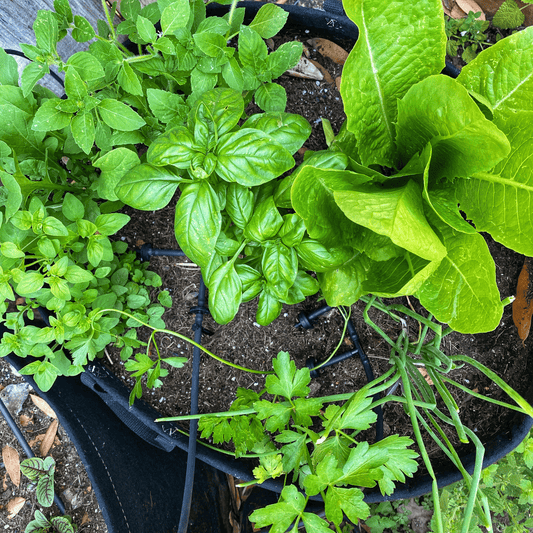 Garden To Grill Grow Kit + Apron