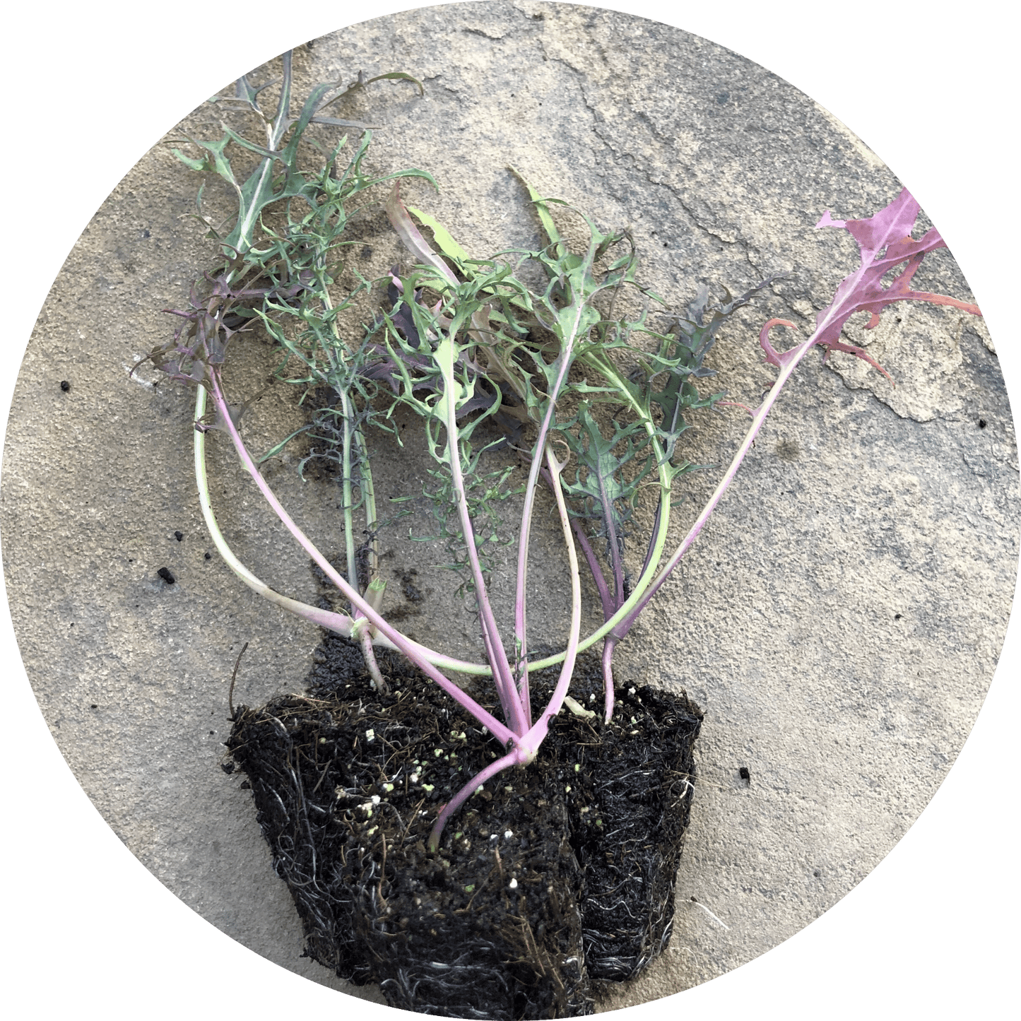 Bear Necessities Kale