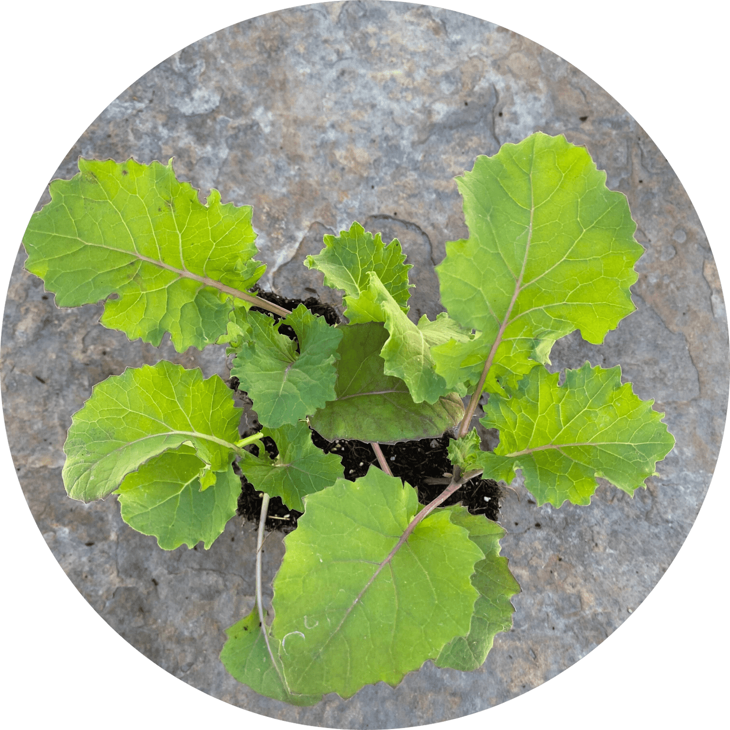 Simone Broadleaf Kale