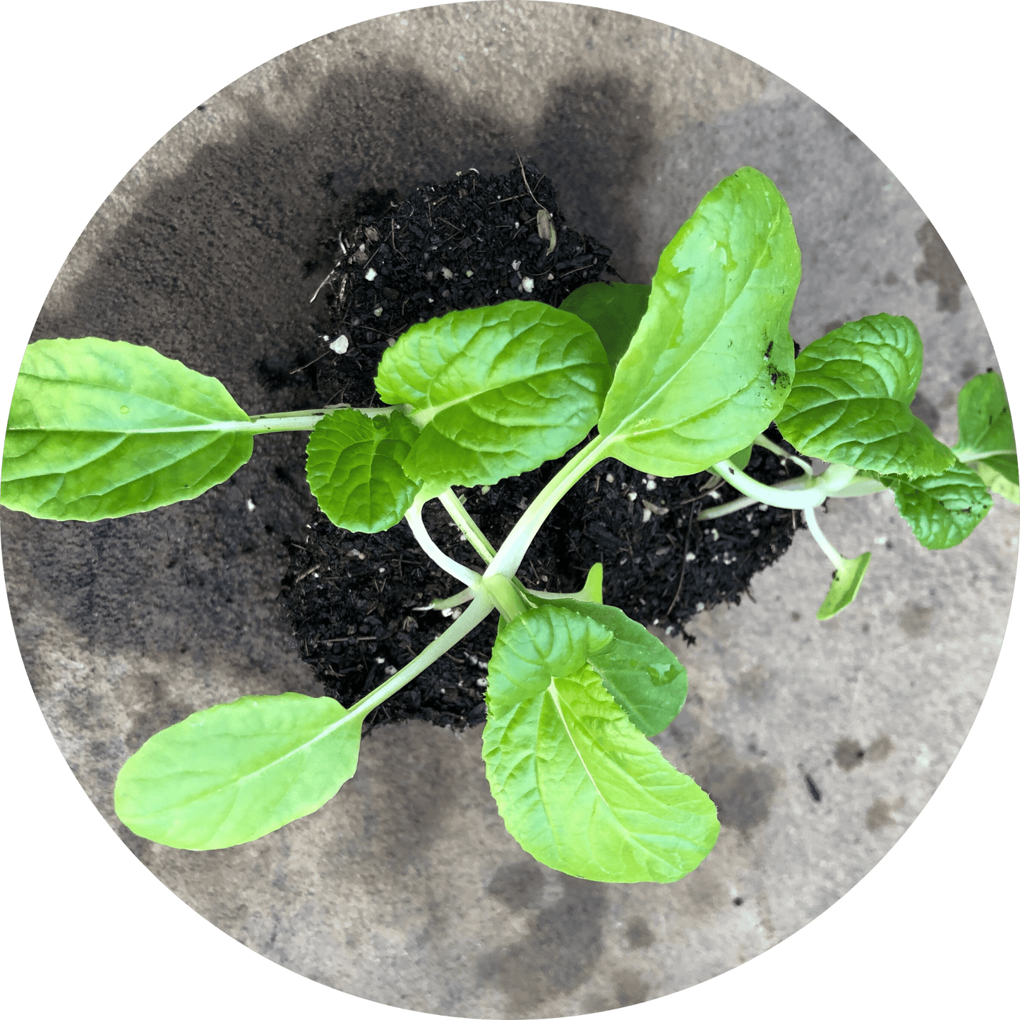 Asian Delight Pac Choi