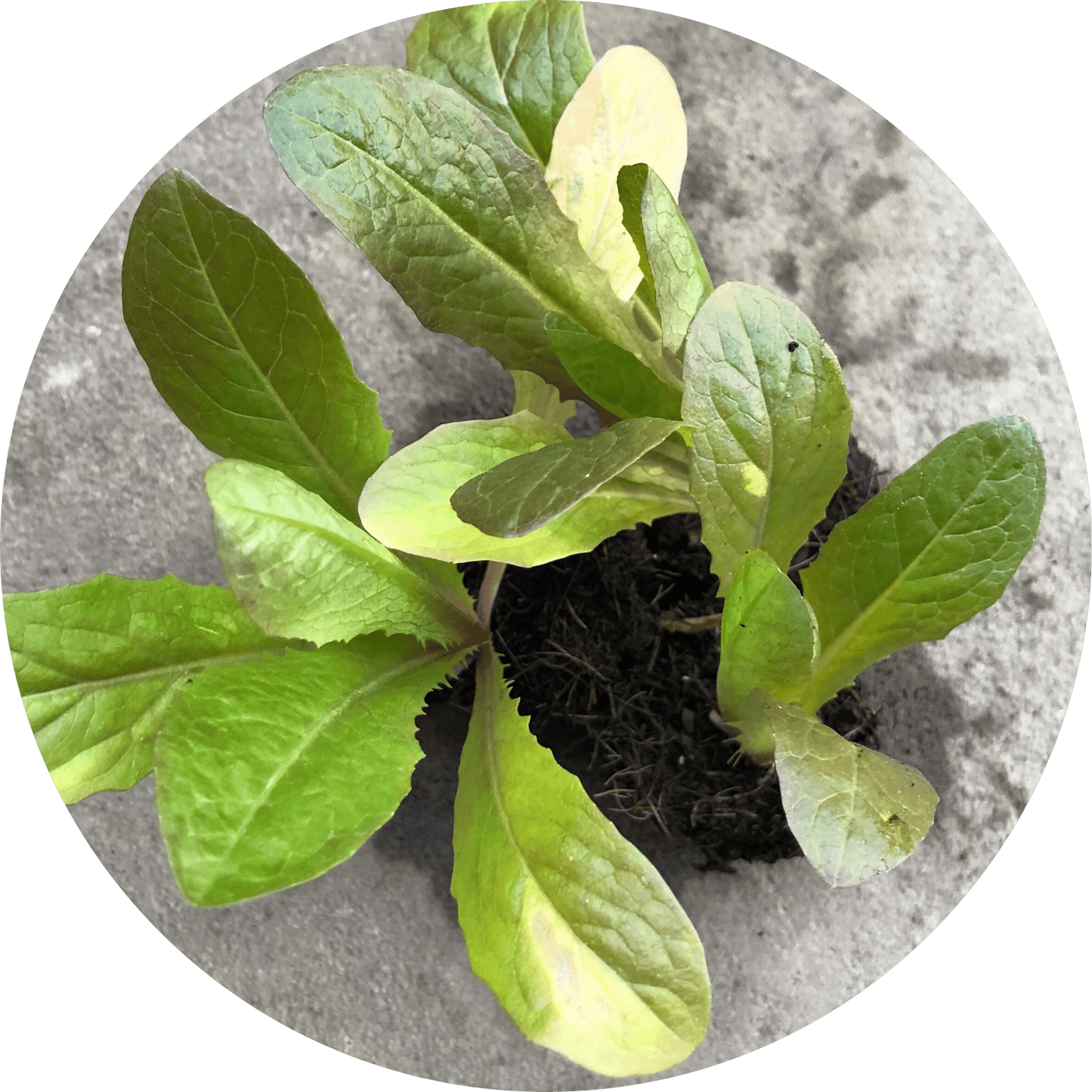 Bronze Romaine
