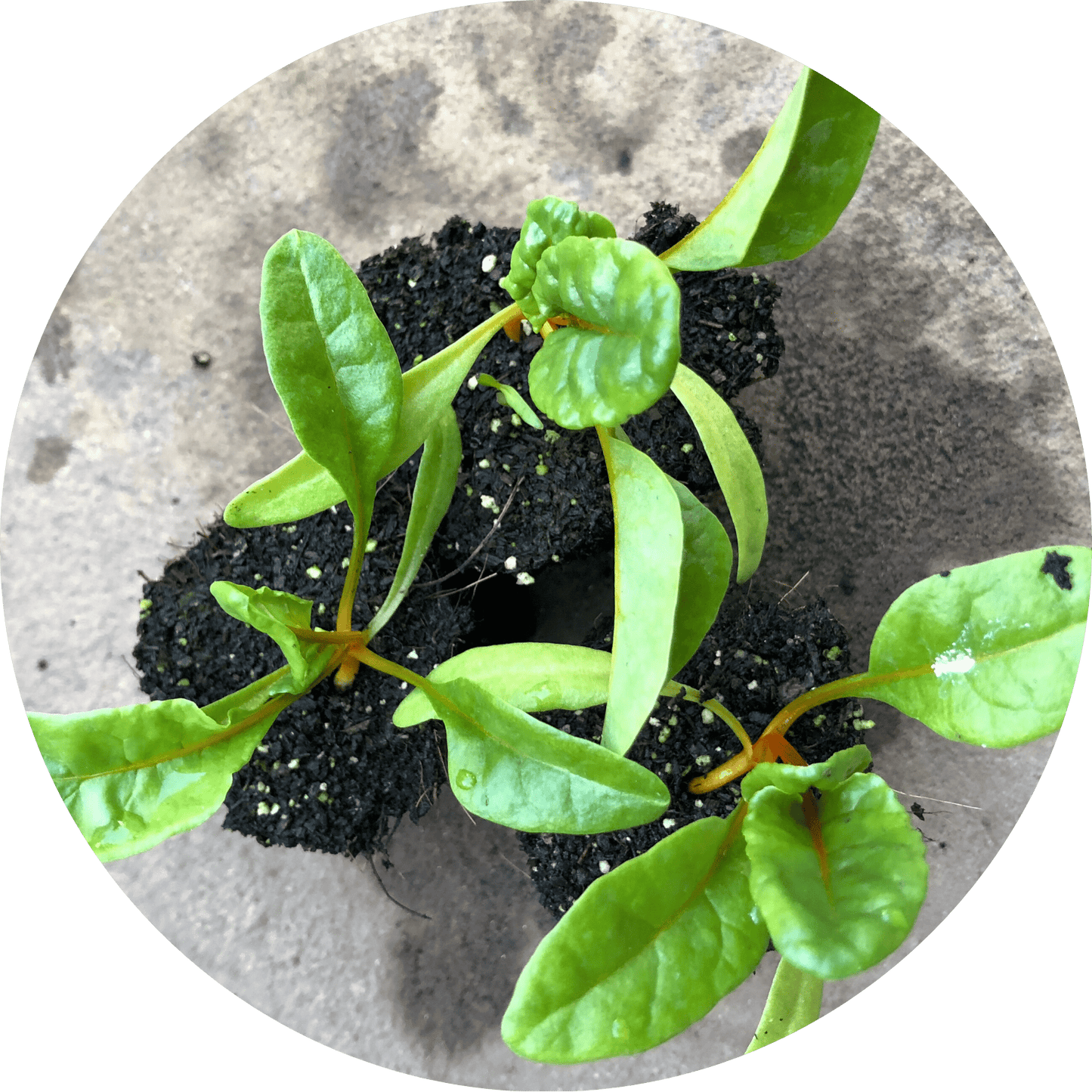 Orange Swiss Chard