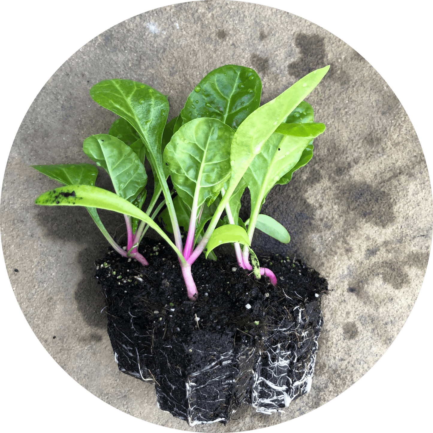 Peppermint Stick Chard