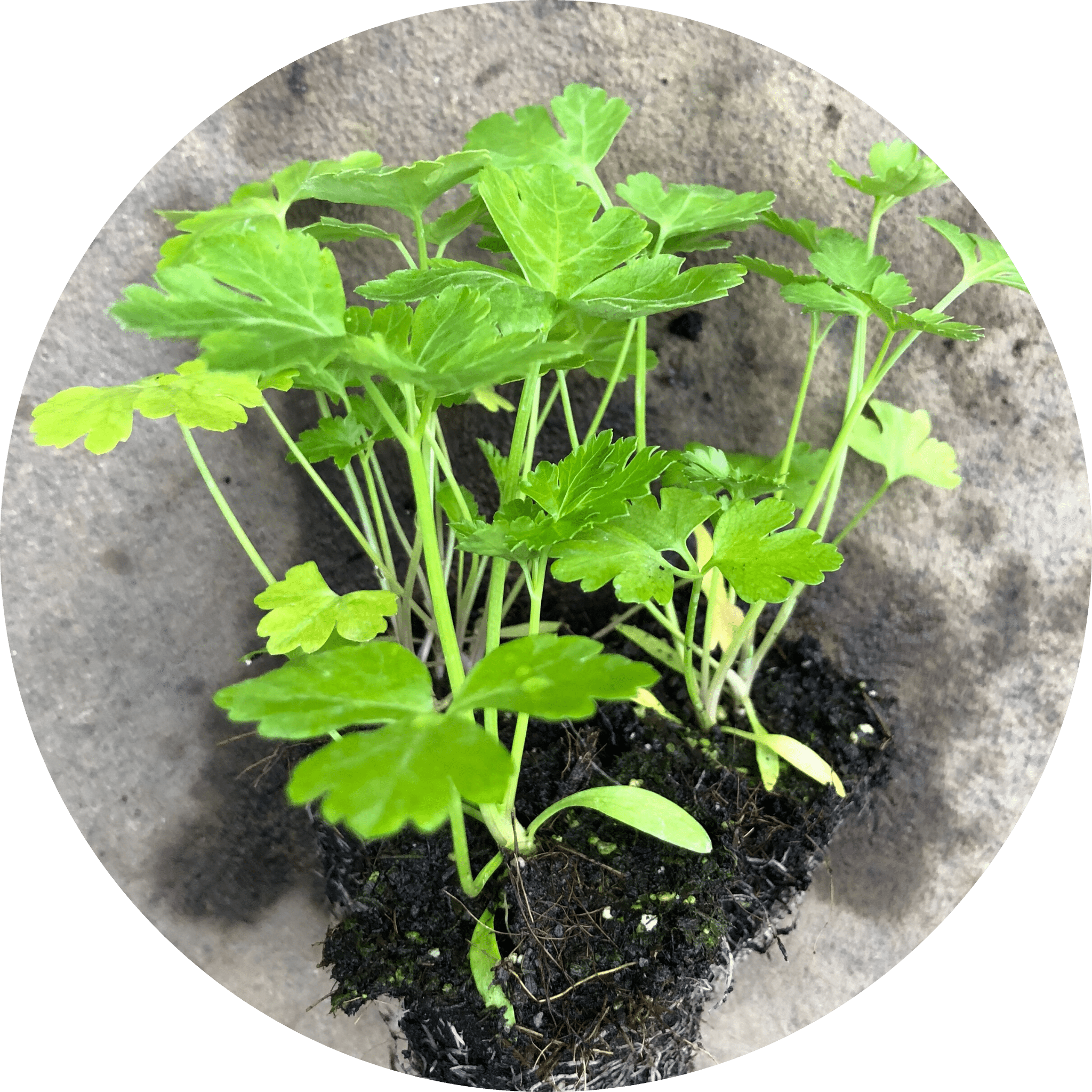 Gigante Italian Parsley (Herb) Planted Places