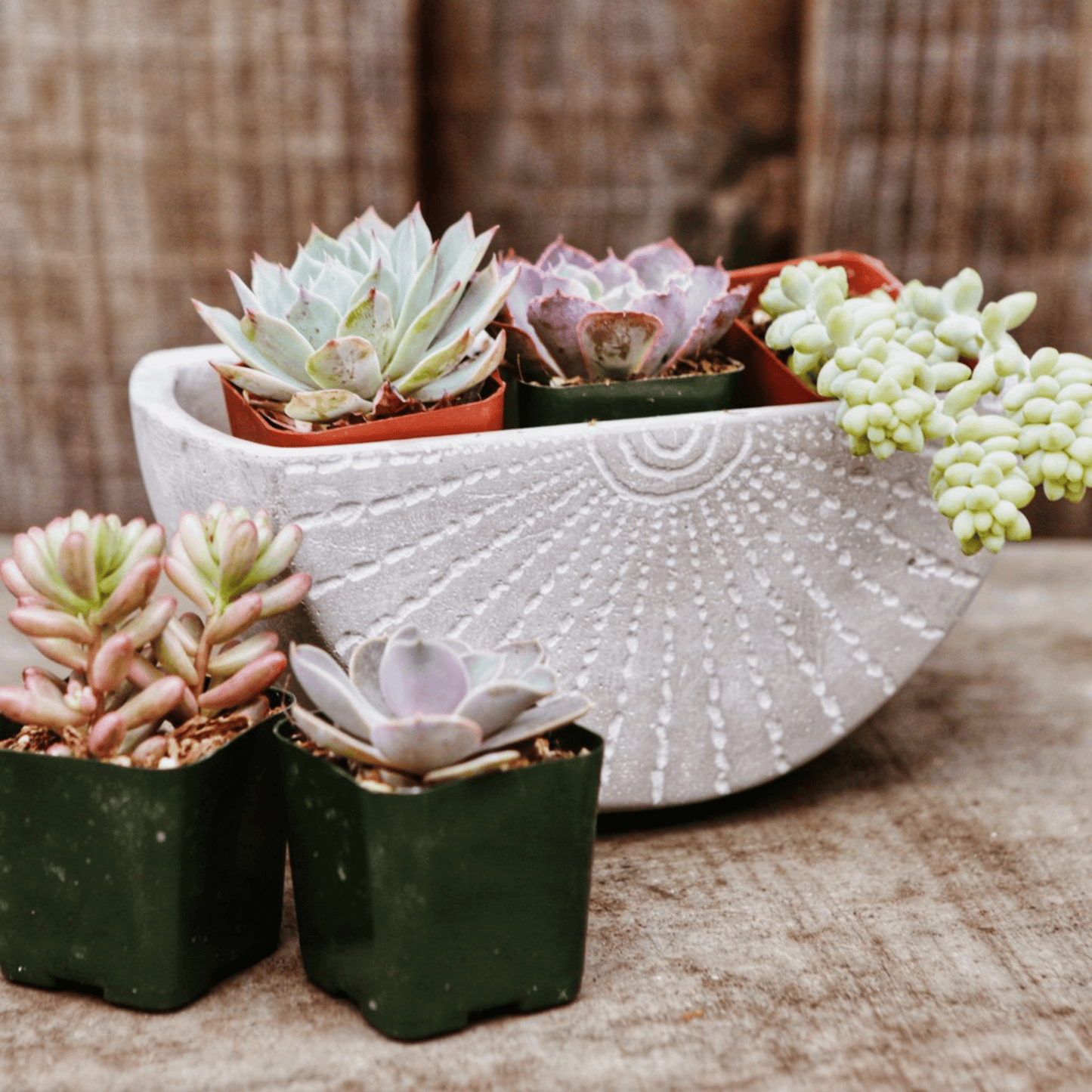 Rae Cement Wall Planter Kit - Small