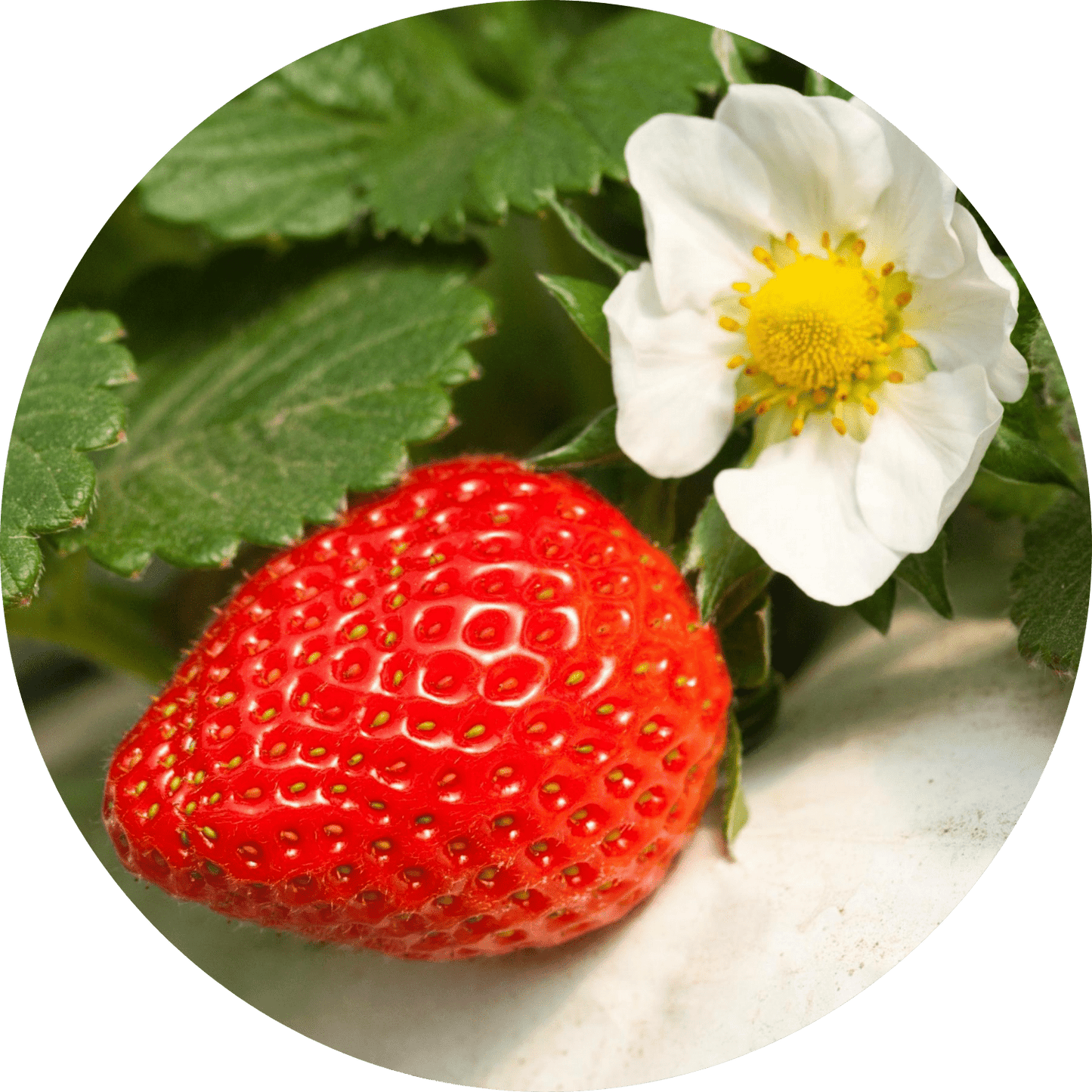 Albion Strawberry