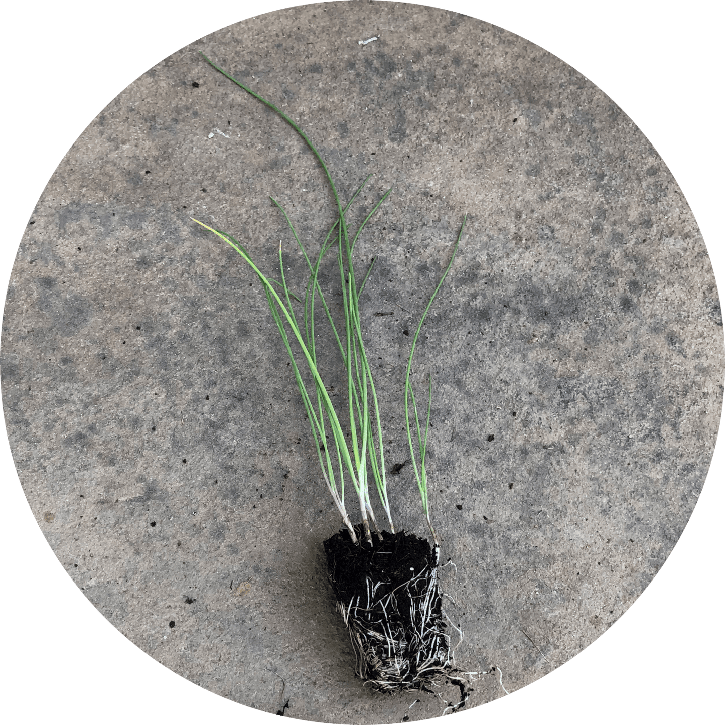 Chives