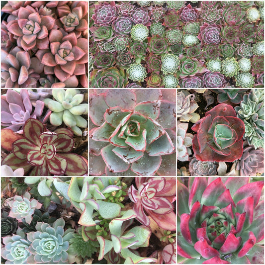 Splash of Pink CREATIVE Kit - 17" x 18"