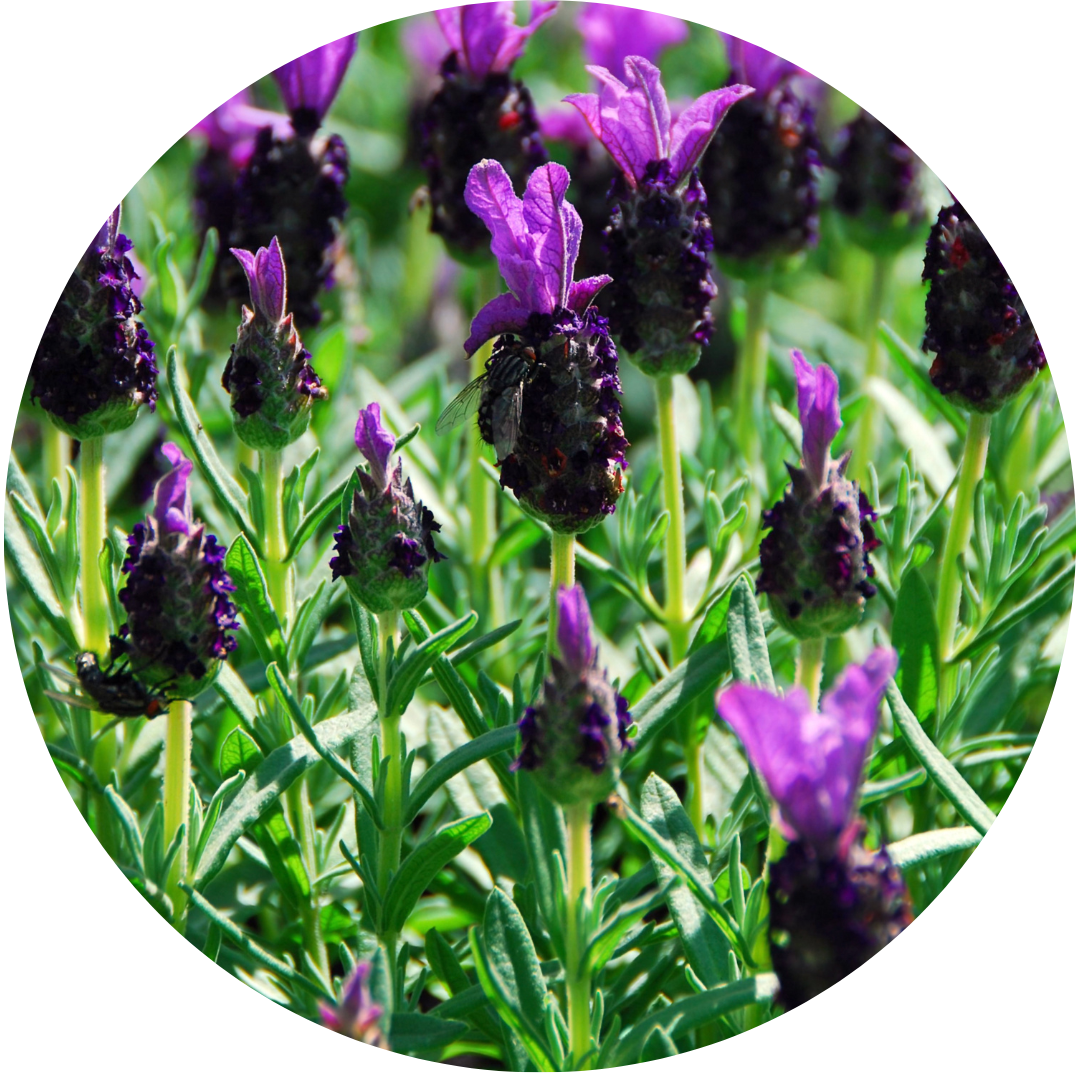 Lavender "Forever Blue"