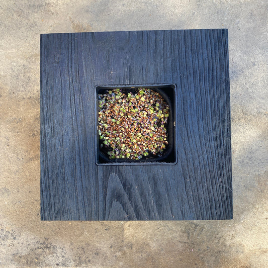 Mini-Frame Planter - 10" x 10"