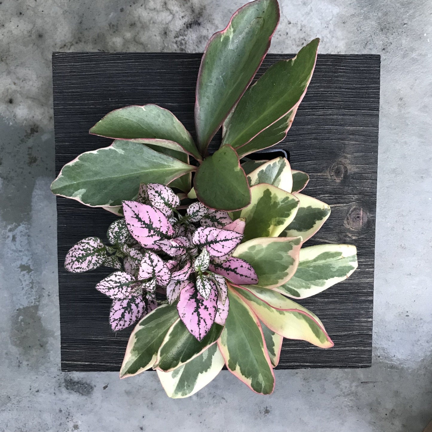 Mini Frame Planted with Leafy Plants