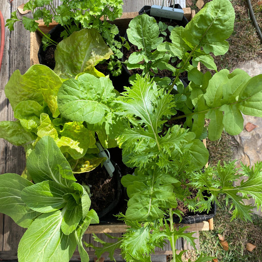 Seasonal Garden Box - Prepaid Annual Subscription