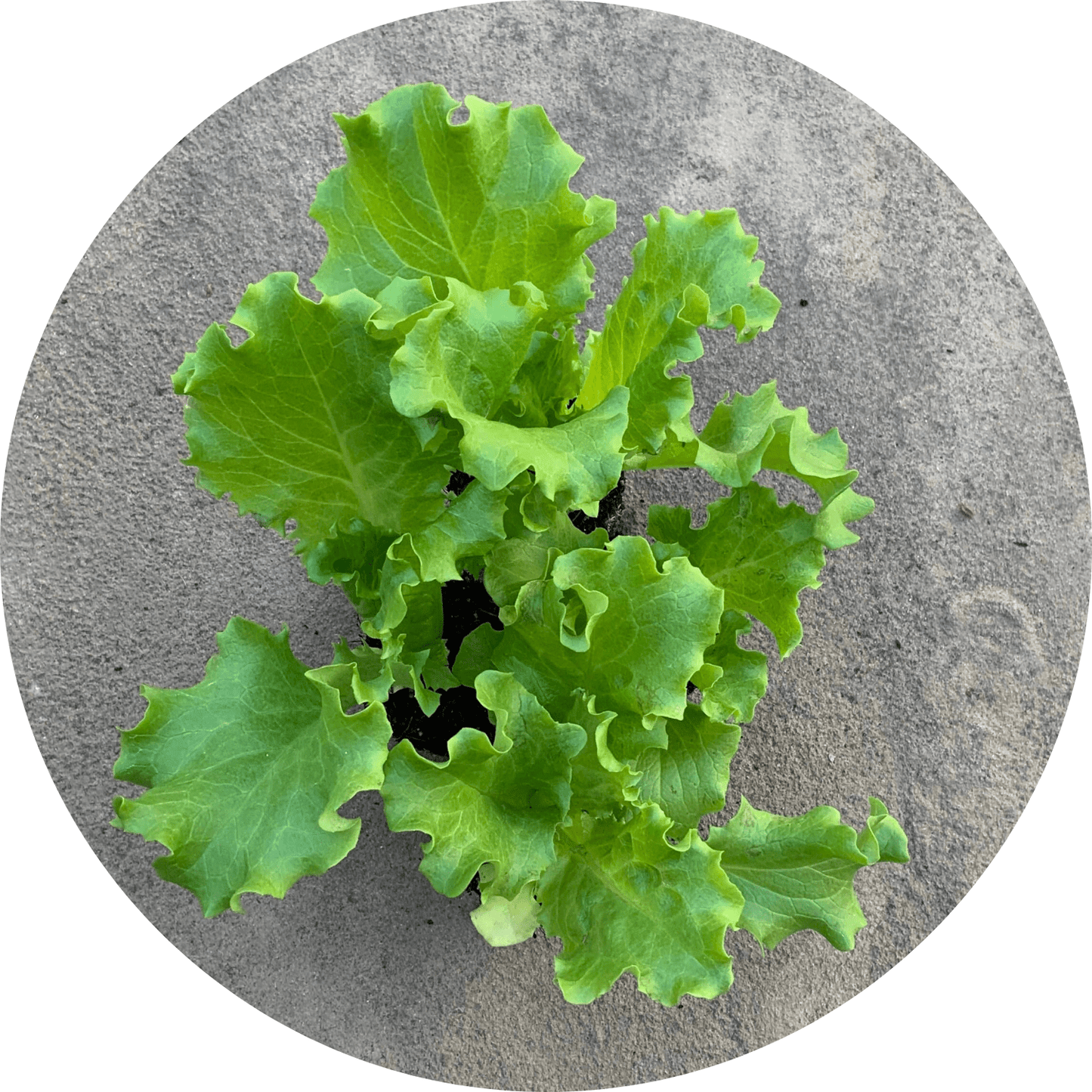 Leaf Lettuce