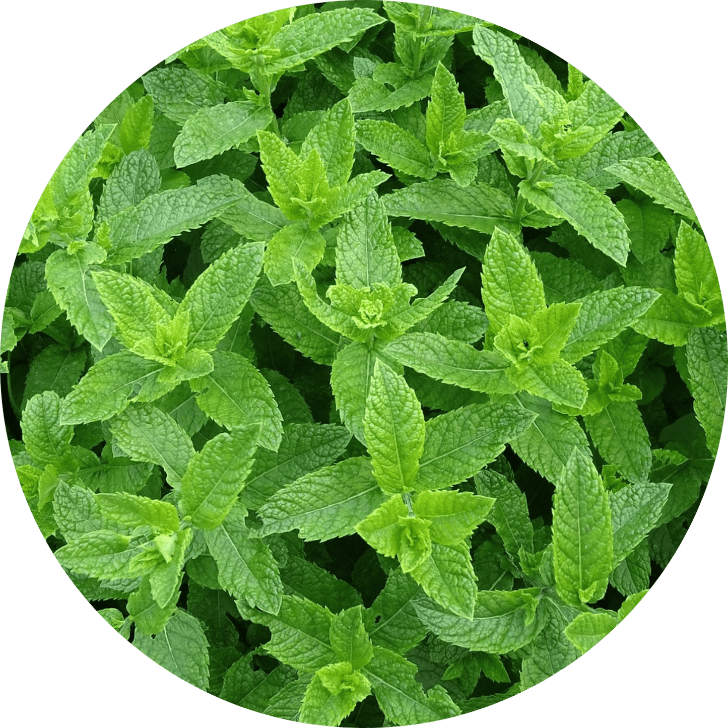 Moroccan Mint