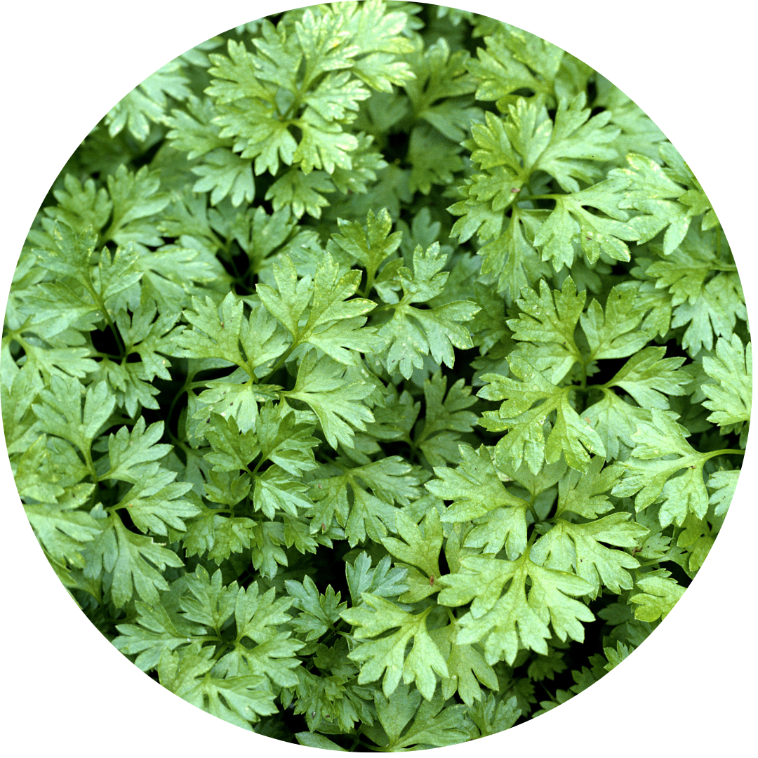 Chervil