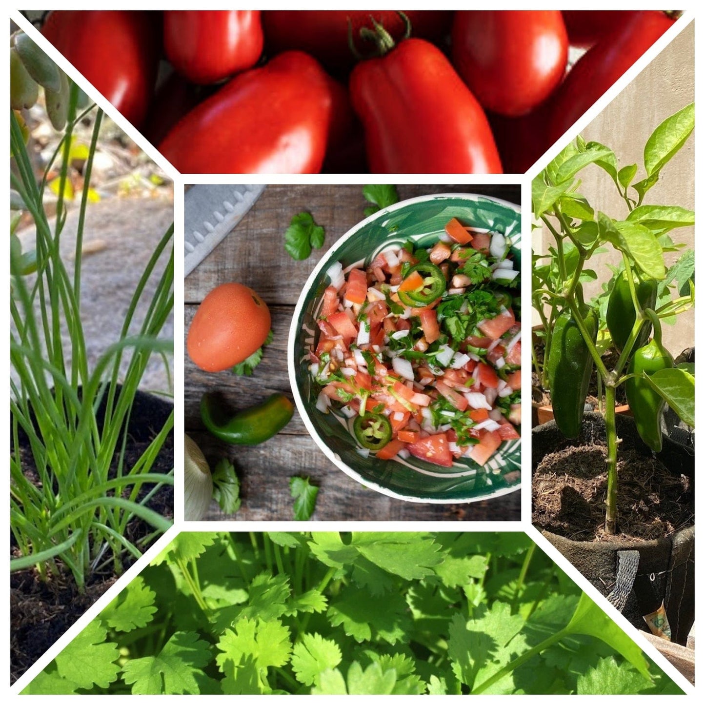Pico Pot Garden Kit