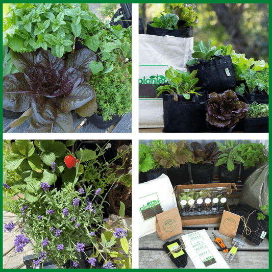 Seasonal Garden Box - Prepaid Annual Subscription
