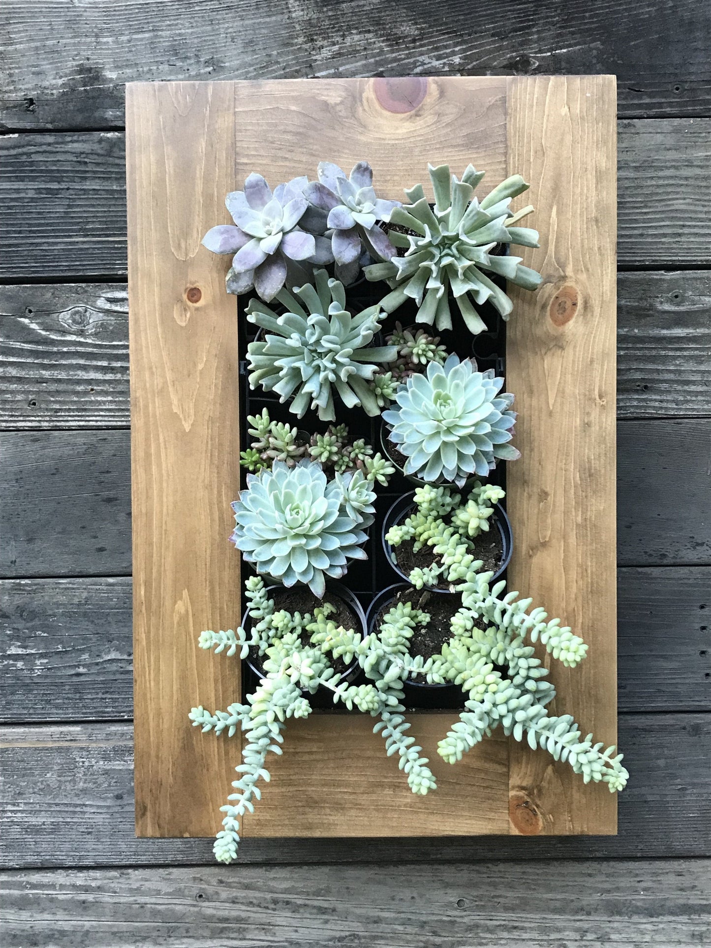 Framed Succulent Living Wall Kit