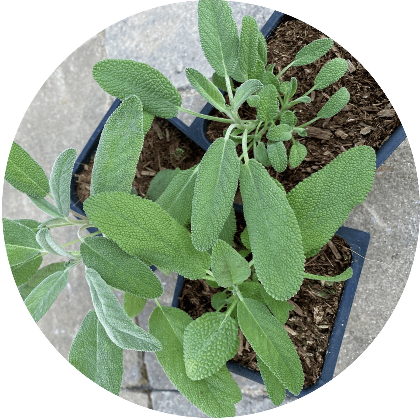 Sage