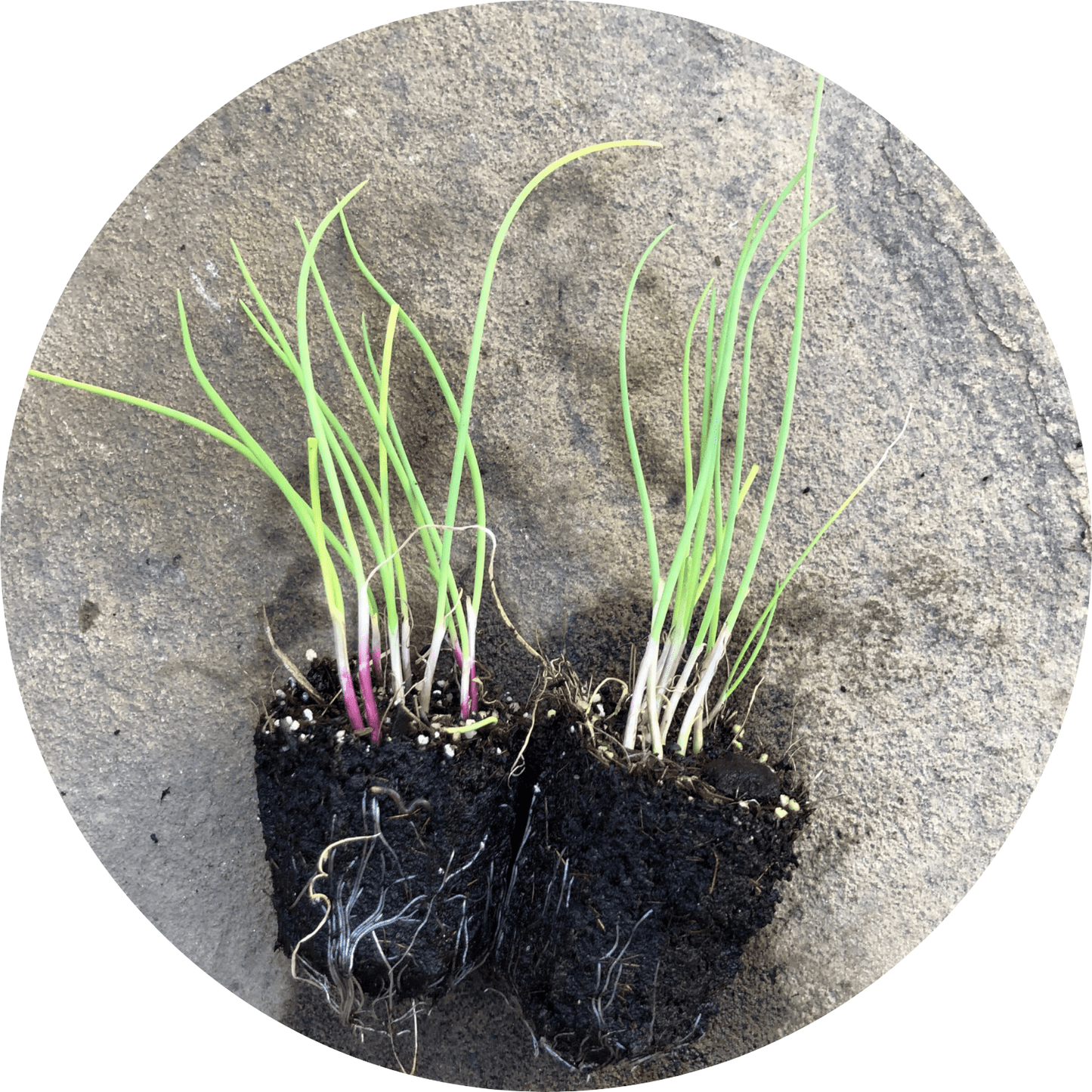 Scallions