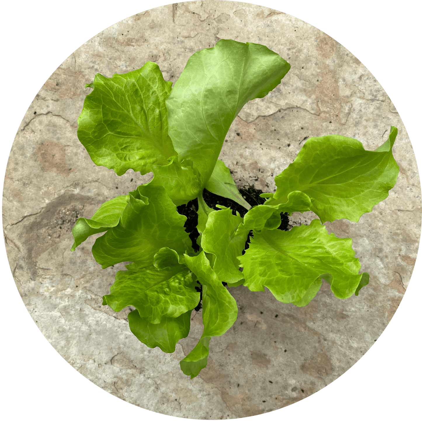 Green Crisphead