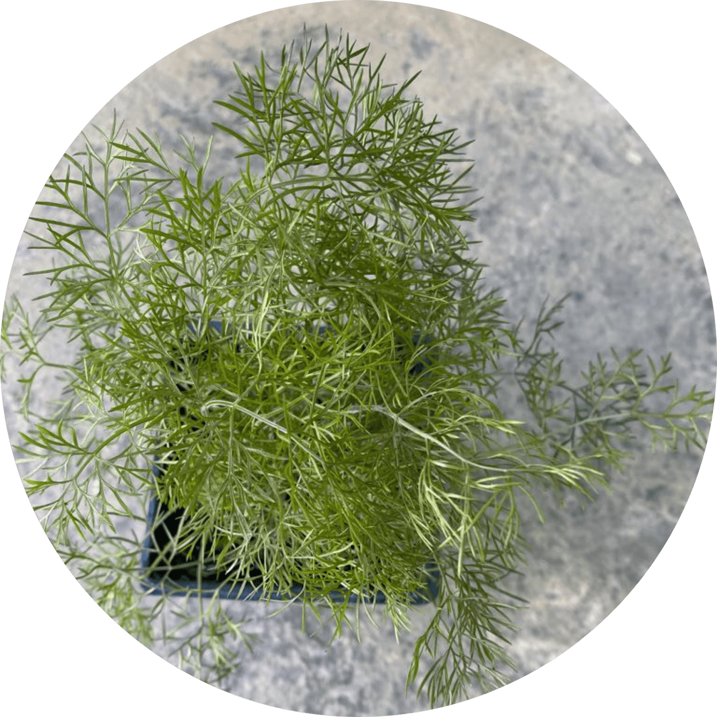Fennel