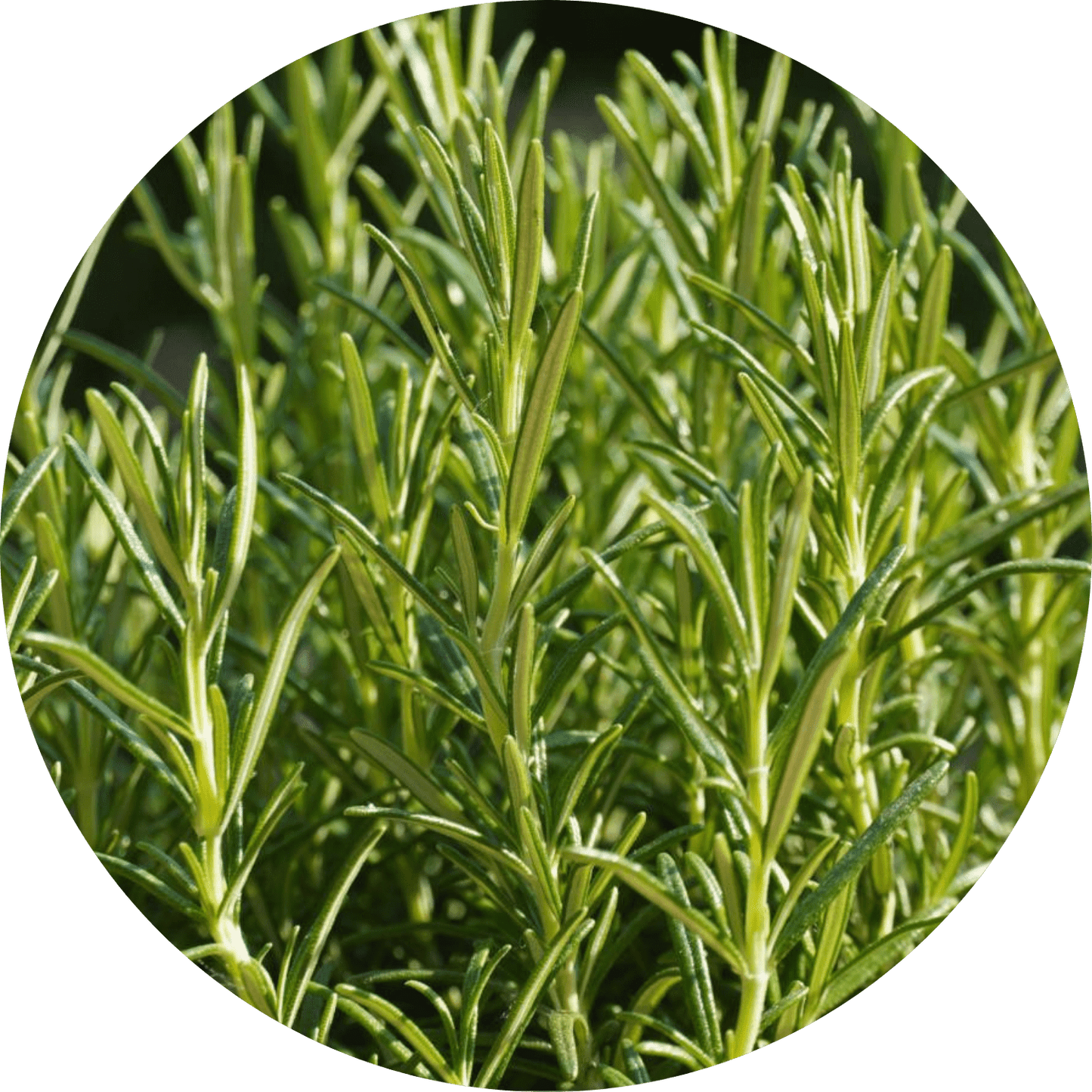 Rosemary