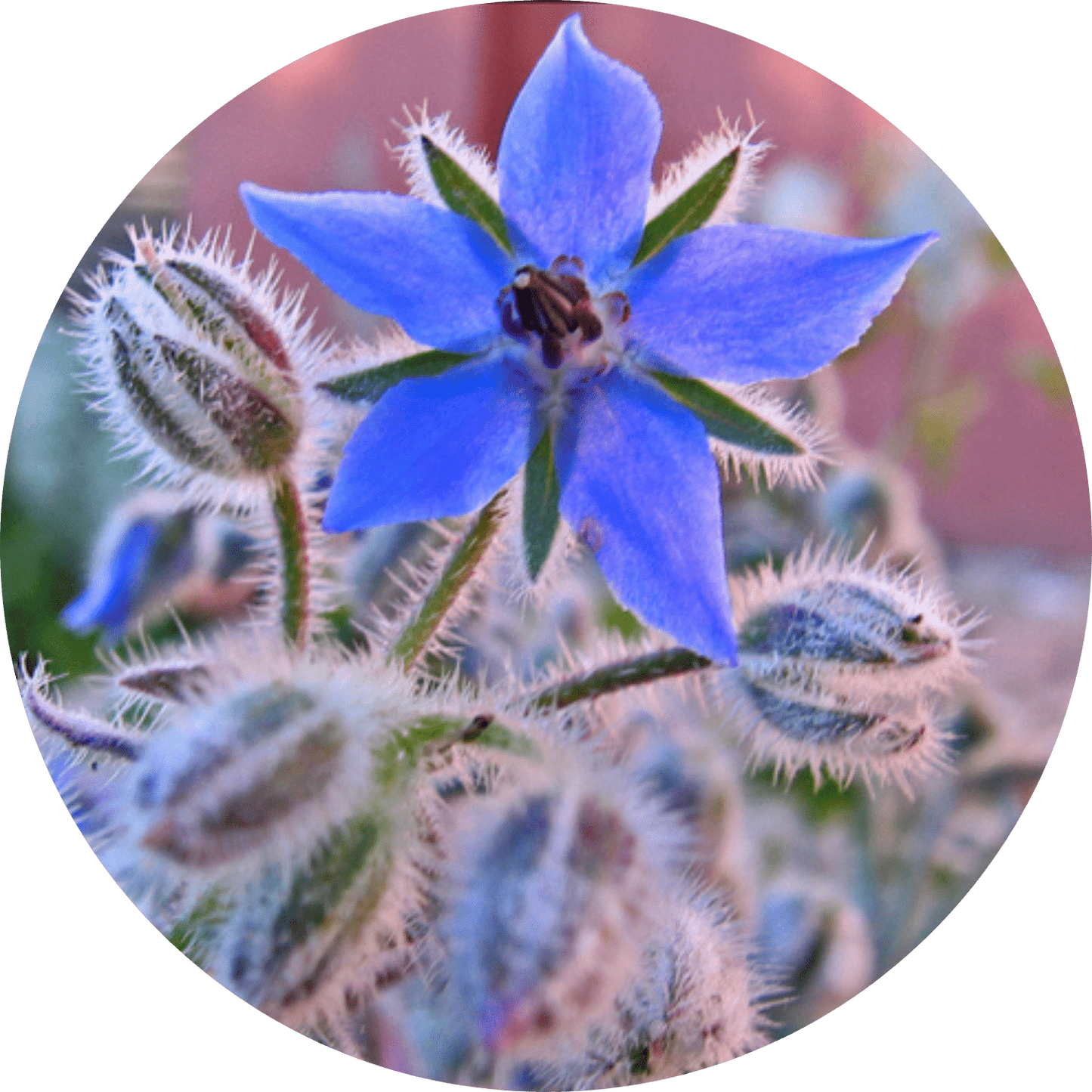 Borage